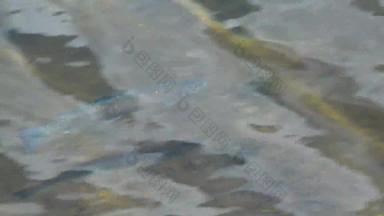 大马哈鱼浮点数浅深度山湖山麓派克峰山科罗拉多州春天科罗拉多州美国